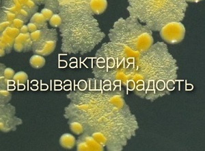 2425_Bakteriya_radosti