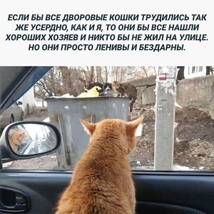 3869_Esli_by_vse_dvorovye_koshki